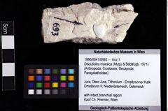 Foto (Objket + Etiketten) von Discutiolira moesica (Muţiu & Bădăluţă, 1971) 